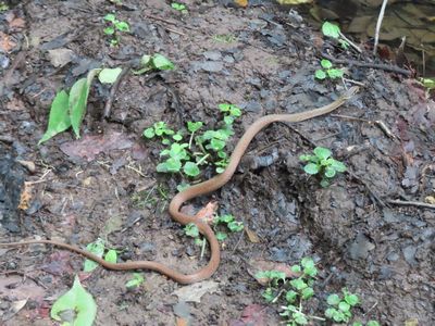 写真:池に向かってニョロニョロと動く蛇