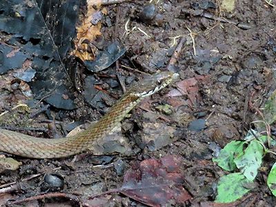写真:ヒバカリの頭部のアップ