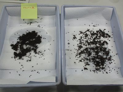写真:2つのバッドに広げられた小さな虫