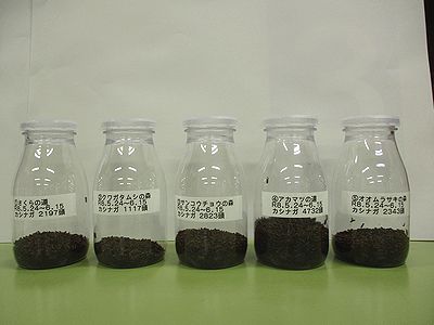 写真:一見瓶詰めのふりかけのようだが