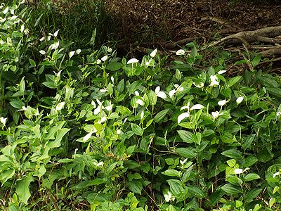 写真:緑の葉の茂みの中に白い葉がちらちらと混ざっている