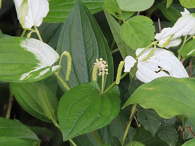 写真:数センチメートルの花序に小さな花が数十個ついている、花に花びらはなくシベがひらひらとしていて目立たない