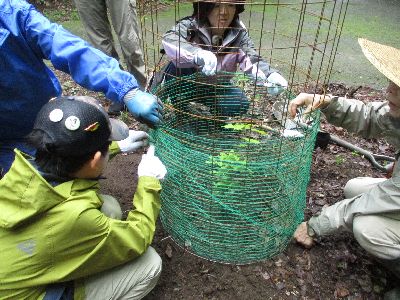 写真:苗木を防獣柵で囲む参加者