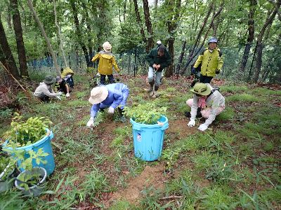 写真:手分けして苗を植える参加者