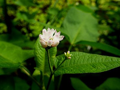 写真:湿地に咲く白色とピンク色の小花