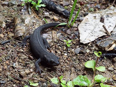 写真:草むらから出てきた黒い両生類