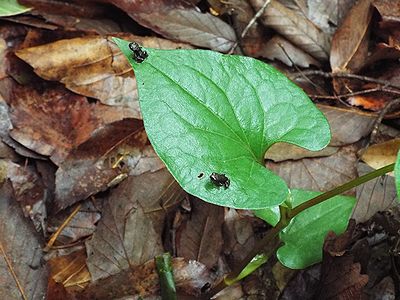 写真：どくだみの葉に2つの黒い点