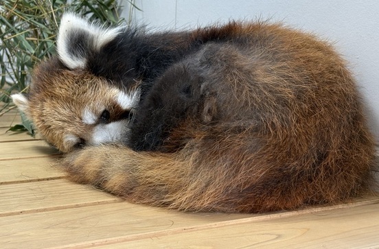 寝ているレッサーパンダの画像