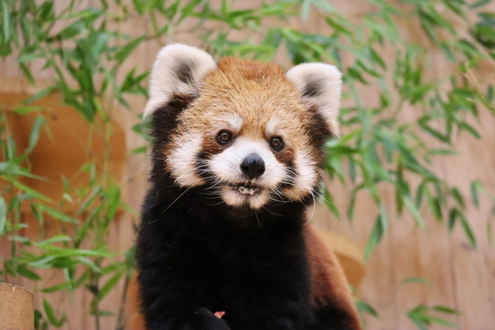 レッサーパンダの画像