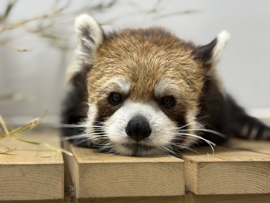 眠たそうなレッサーパンダの画像