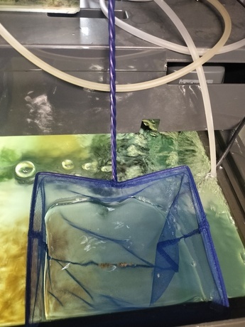水族館に置いてる小さな魚とり網を使用し、魚の稚魚や卵を水槽の一角で隔離している写真