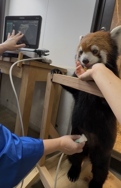 レッサーパンダのフランがエコー検査をしている画像