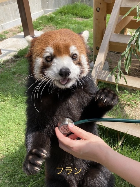 レッサーパンダの聴診をしている画像