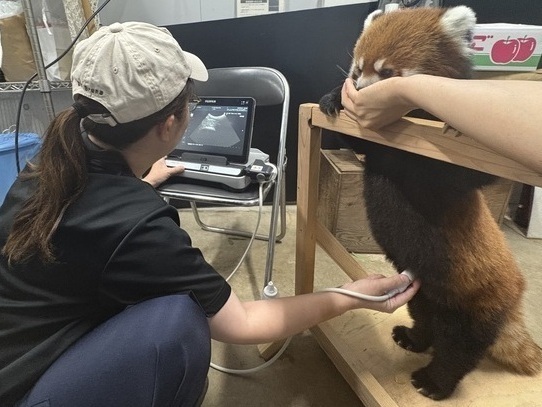 腹部のエコー検査中のレッサーパンダの画像