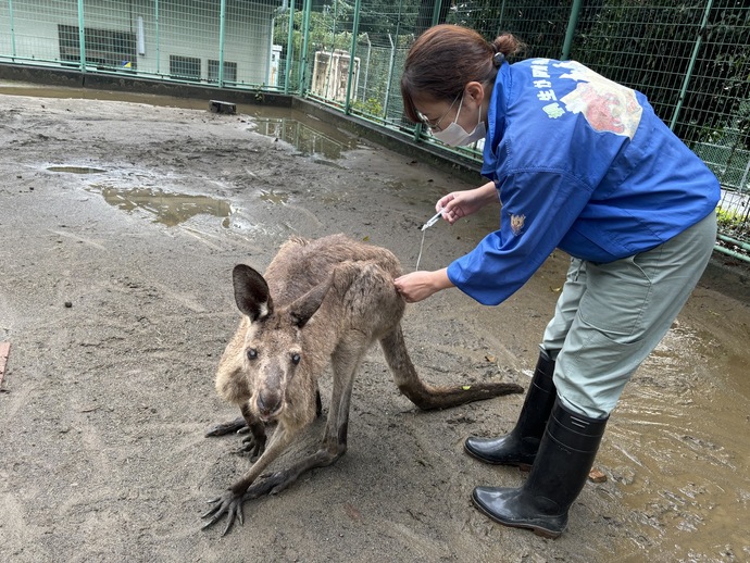 カンガルーに投薬している画像