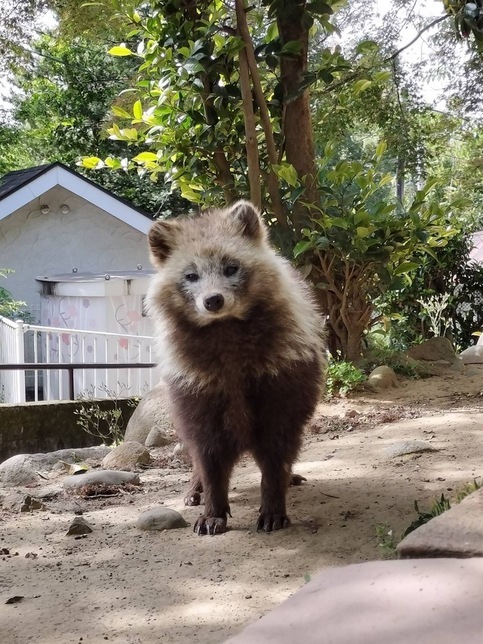 ホンドタヌキの画像