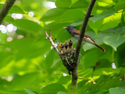 写真:口を大きく開ける雛3羽と羽の茶色いメス