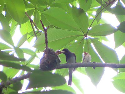 写真:枝に親鳥と巣から出てきた雛が並んでいる