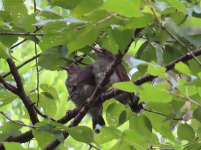写真：木の枝に止まる3羽の幼鳥