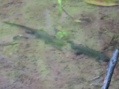 写真：池の中の2匹のアカハライモリ