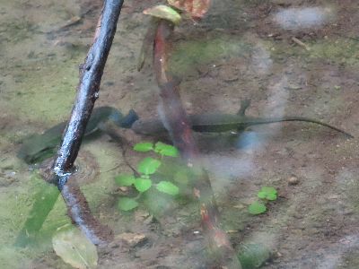 写真：縦に並ぶ2匹のアカハライモリ