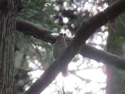写真：餌を咥えるオオルリのメス