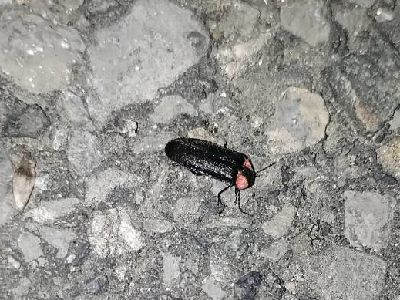 写真：地面に止まるヘイケボタル