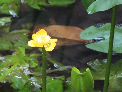 写真：池に咲くコウホネ