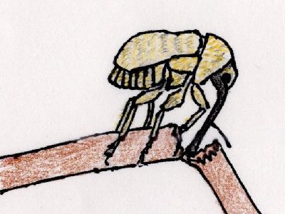 イラスト:象のように長い口吻をもつ虫が小枝を切り落としている