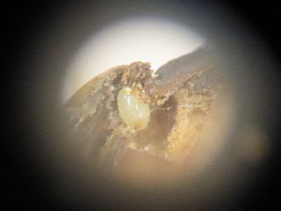 写真:ドングリの断面を顕微鏡でのぞくと
