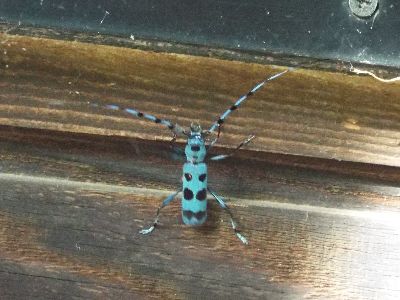 写真：水色に黒い水玉模様の鮮やかなカミキリムシ