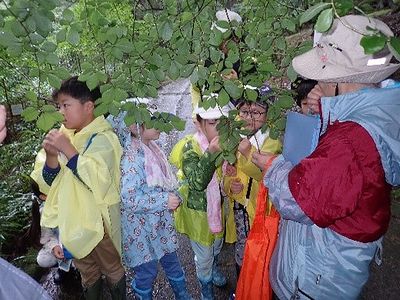 写真:葉っぱをこすって匂いをかぎ、何の匂いに似ているかを思い出してみる子どもたち