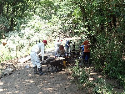 写真：作業の様子と倒木
