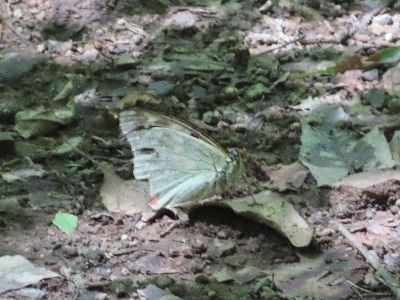 写真：地面でオオムラサキが翅を閉じている