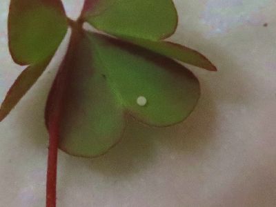 写真：カタバミの葉につく卵