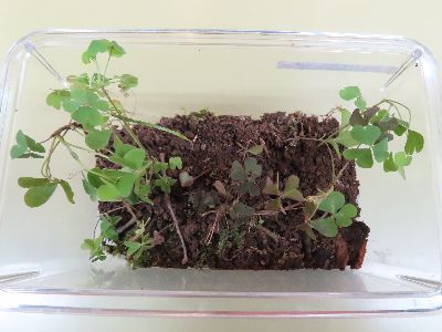 写真：カタバミと卵が入った虫ケース