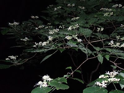 写真：暗闇に浮かぶ白いクサギの花