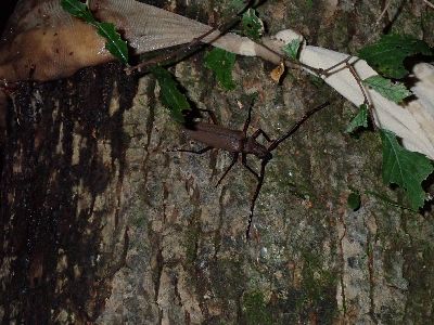 写真：バナナのトラップの近くにウスバカミキリ
