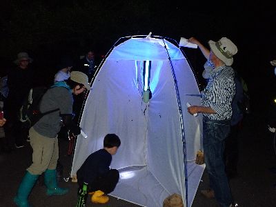 写真：ライトトラップを観察する参加者