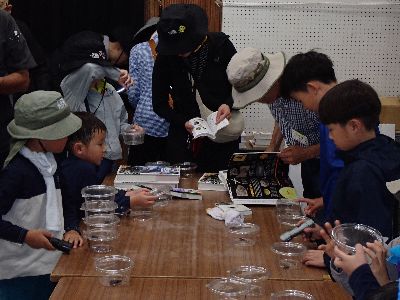 写真：机に並ぶ虫と図鑑を手にする参加者