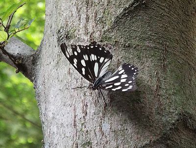 写真:黒地に大きな白い紋がいくつもある蝶