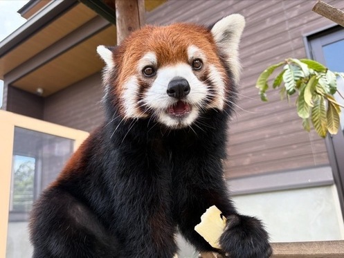 レッサーパンダのフランの画像