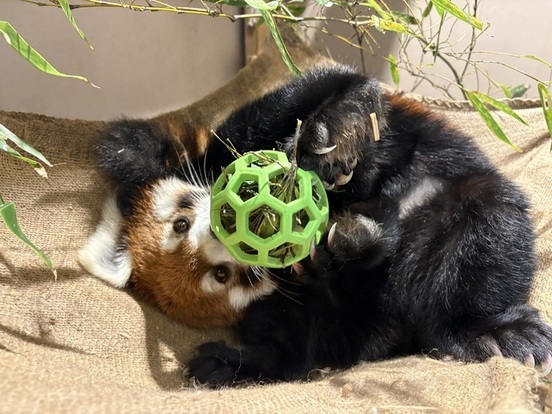 室内でのんびりするレッサーパンダの画像