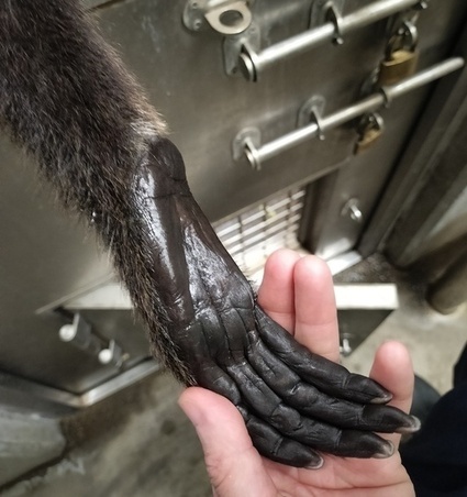 クモザルの前肢（前足）の写真