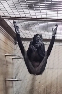 後肢と尾でぶら下がっている写真