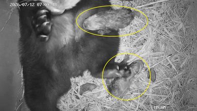写真：レッサーパンダの赤ちゃん誕生の様子1