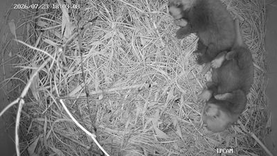写真：レッサーパンダの赤ちゃん誕生の様子2