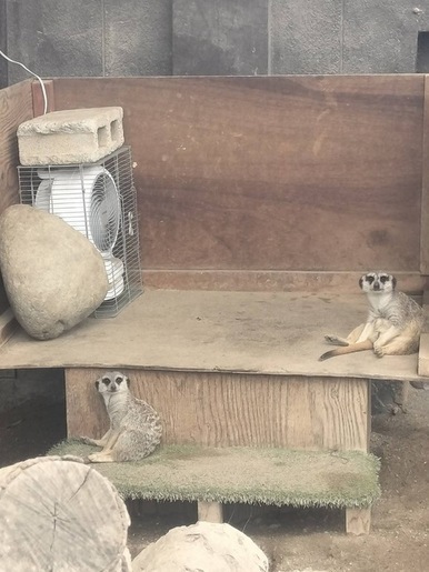 風にあたるミーアキャットの画像