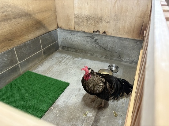ニワトリ用の部屋の画像
