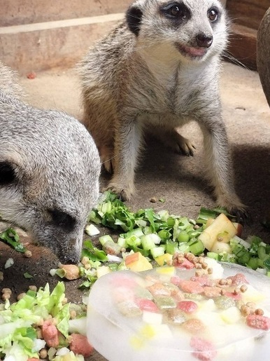 凍らせた餌を食べるミーアキャット